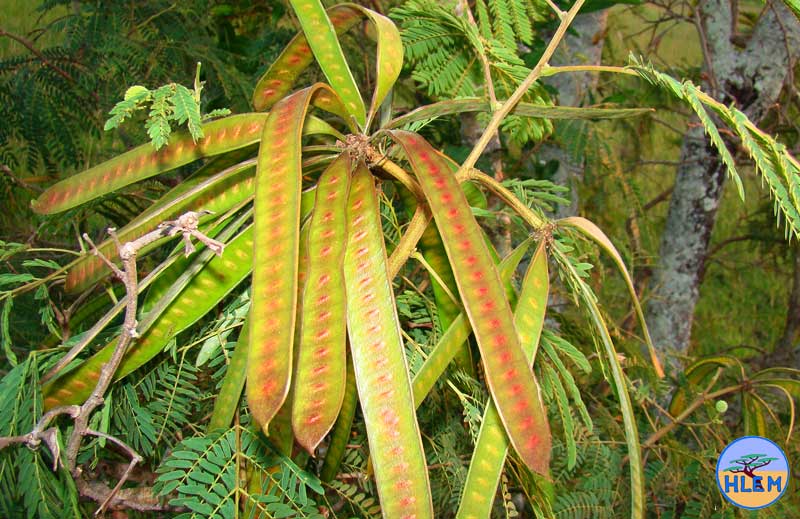 HLEM  Leucaena leucocephala seed  NEMBA cat 1b alien invasive weed