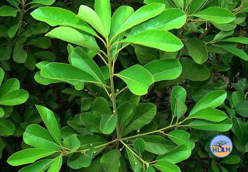 HLEM Indian laurel Litsea glutinosa   NEMBA cat 1b alien invasive weed control durban