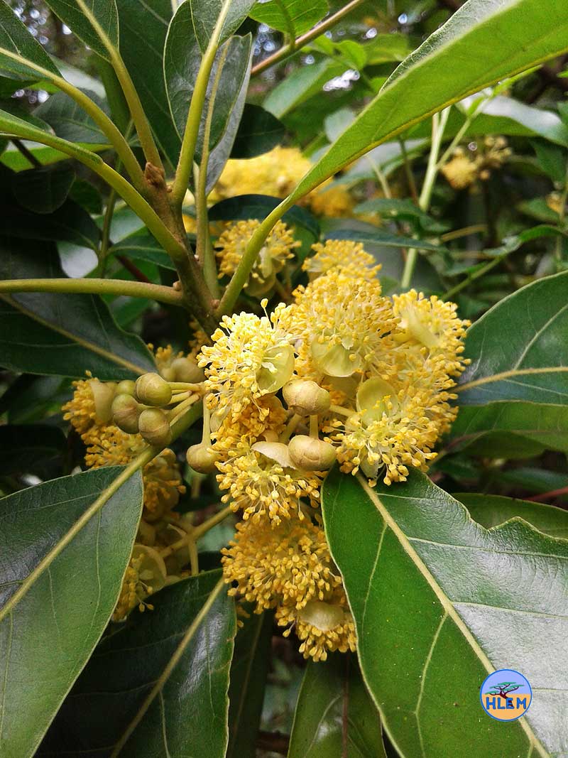 HLEM Indian laurel Litsea glutinosa  flowers NEMBA cat 1b alien invasive weed control durban south africa