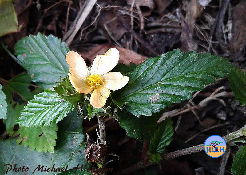 Flower of Prickly malvastrum Malvastrum coromandelianum  NEMBA cat 1b alien invasive weed control HLEM Hlengiwe Luthuli Enviromental management (pty) Ltd Durban KZN KwaZulu Natal South Africa