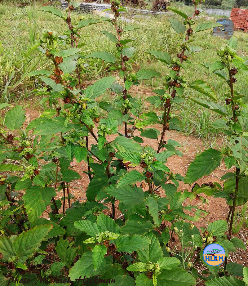 Mature Prickly malvastrum Malvastrum coromandelianum plant
