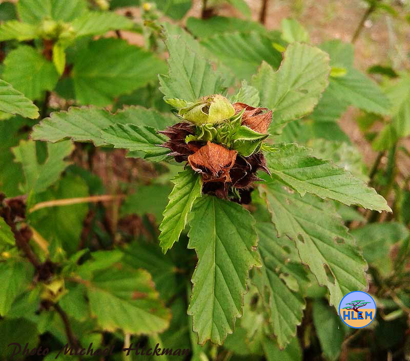 Seed capsules of Prickly malvastrum Malvastrum coromandelianum  NEMBA cat 1b alien invasive weed control
