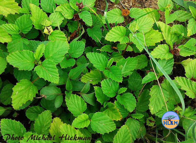 Prickly malvastrum Malvastrum coromandelianum seedlings  NEMBA cat 1b alien invasive weed control