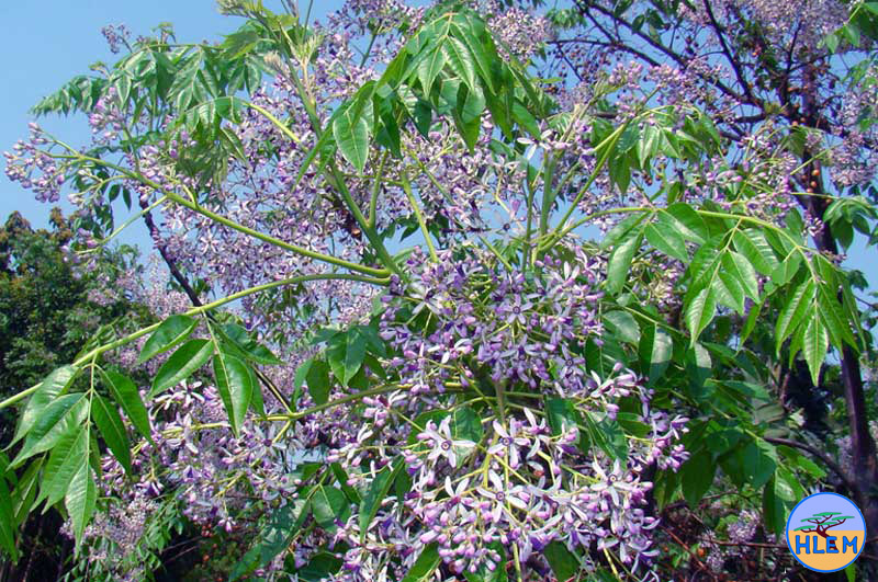 HLEM syringa melia azadarach seed NEMBA cat 1b alien invasive weed control durban