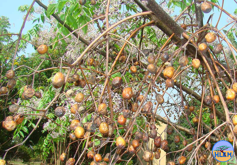 HLEM Syringa Melia azedarach  seed  NEMBA cat 1b alien invasive weed