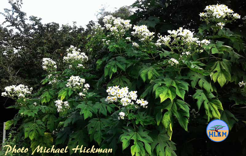 HLEM  Tree daisy Montanoa hibiscifolia NEMBA cat 1b alien invasive weed control Durban KZN South Africa