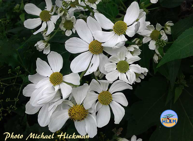 HLEM  Tree daisy Montanoa hibiscifolia flower NEMBA cat 1b alien invasive weed control Durban KZN South Africa