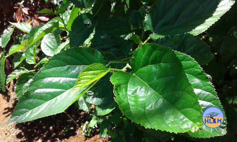 HLEM Common mulberry Morus alba leaves NEMBA cat 3 alien invasive weed control durban