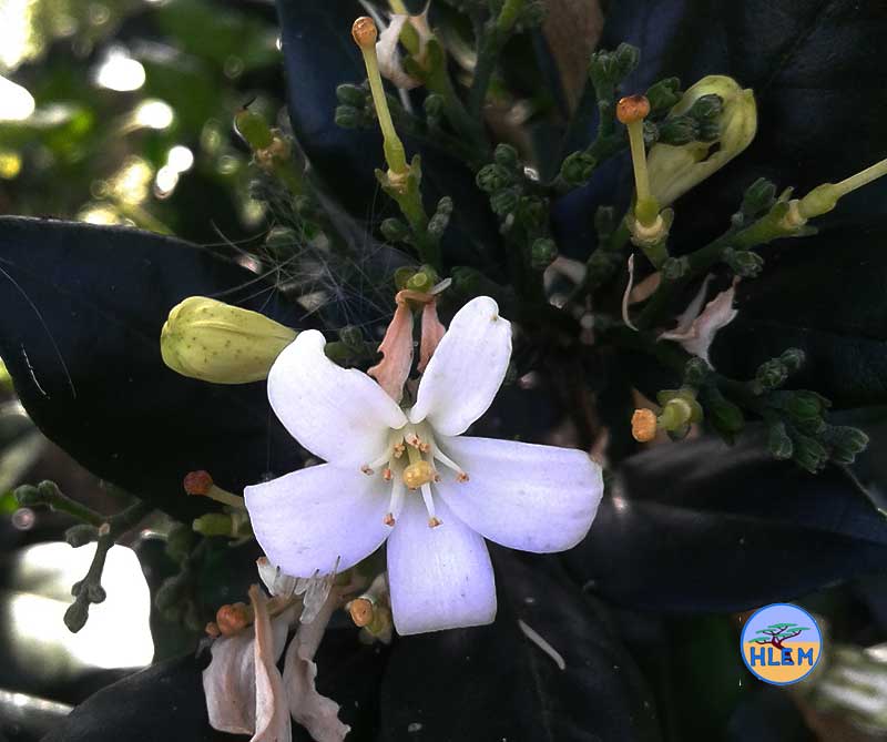 HLEM Orange Jessamine Murraya paniculata flower NEMBA cat 1b alien invasive weed control durban south africa