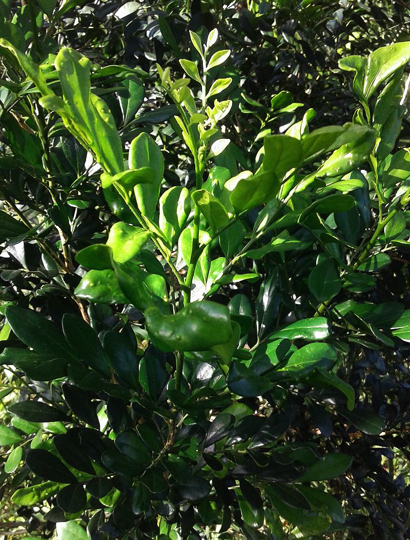 HLEM Orange Jessamine Murraya paniculata leaves NEMBA cat 1b alien invasive weed control durban south africa