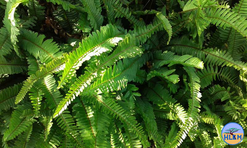 HLEM  Erect sword fern Nephrolepis cordifolia  NEMBA cat 1b alien invasive weed