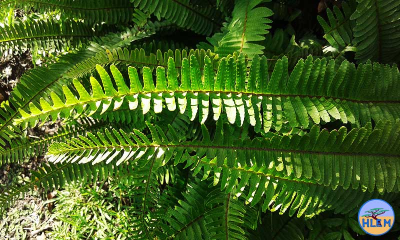 HLEM  Erect sword fern Nephrolepis cordifolia leaf NEMBA cat 1b alien invasive weed