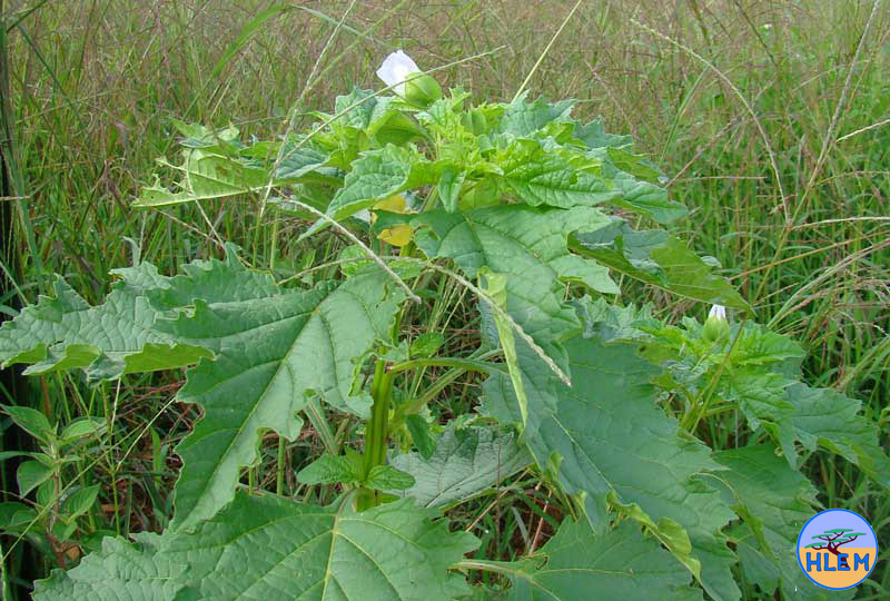 Apple-of-Peru Nicandra physalodes flower  NEMBA cat 1b alien invasive weed