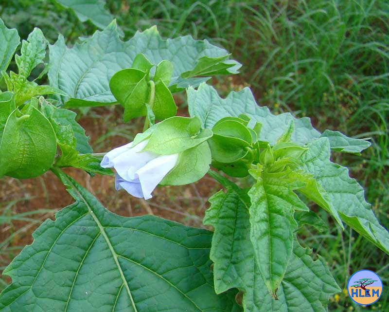 HLEM Nicandra physalodes flower  NEMBA cat 1b alien invasive weed control durban