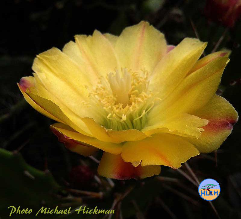Prickly pear  Opuntia monacantha flower showing leaf details NEMBA cat 1b alien invasive weed control durban south africa