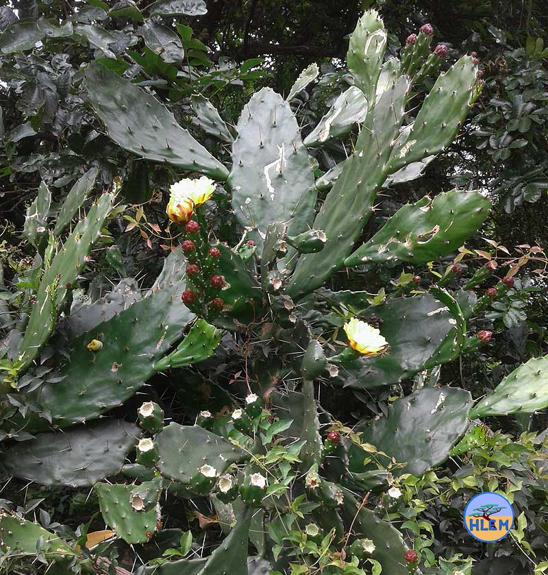 HLEM Prickly pear  Opuntia monacantha plant showing leaf details NEMBA cat 1b alien invasive weed control durban south africa