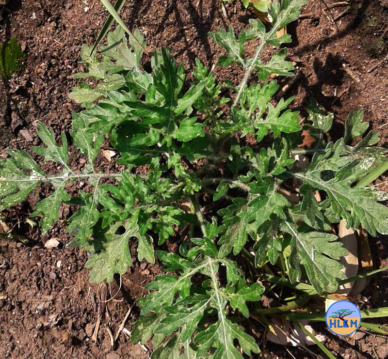 HLEM Famine weed Parthenium hysterophorus young plant NEMBA cat 1b alien invasive weed control durban