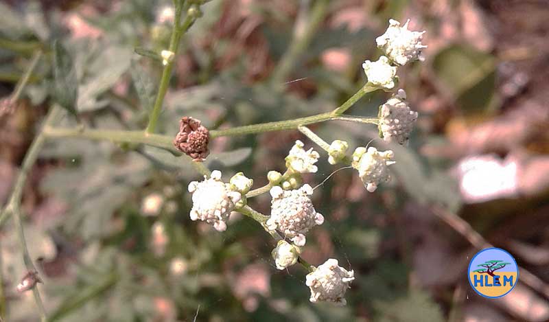 HLEM Famine weed Parthenium hysterophorus flower NEMBA cat 1b alien invasive weed control durban