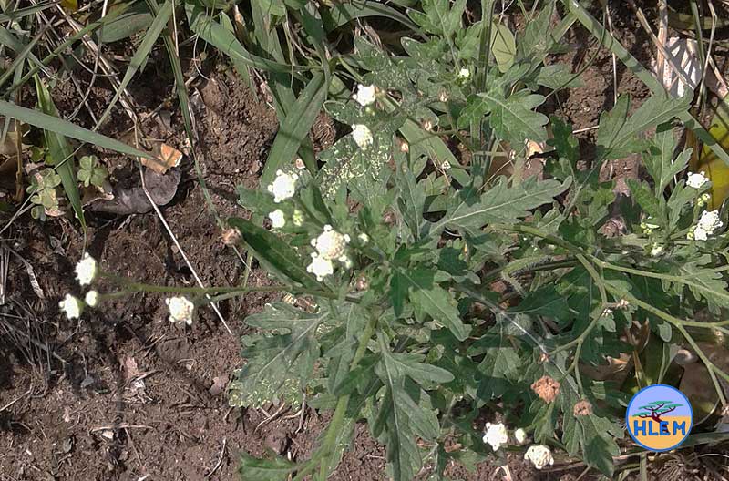 HLEM Famine weed Parthenium hysterophorus flowering plant NEMBA cat 1b alien invasive weed control durban
