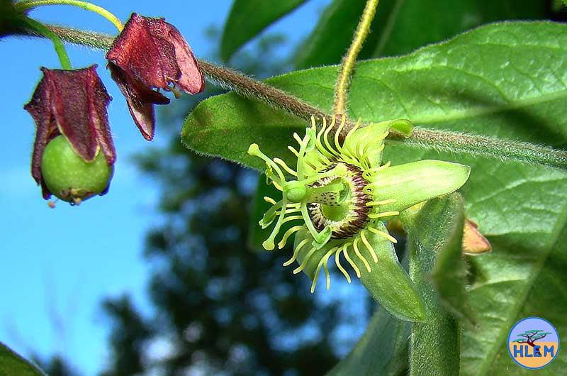 HLEM Devils pumpkin Passiflora suberosa  flower NEMBA cat 1b alien invasive weed control durban