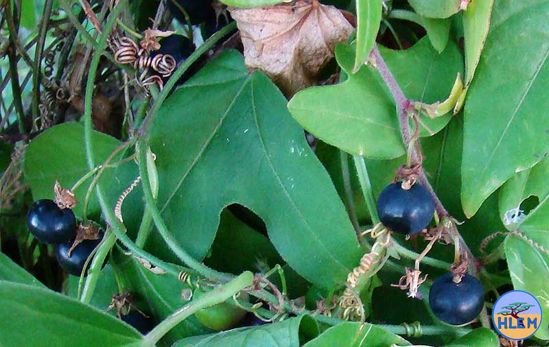 Devils pumpkin Passiflora suberosa ripe fruit NEMBA category 1b alien invasive weed DUrban Kwazulu-Nata