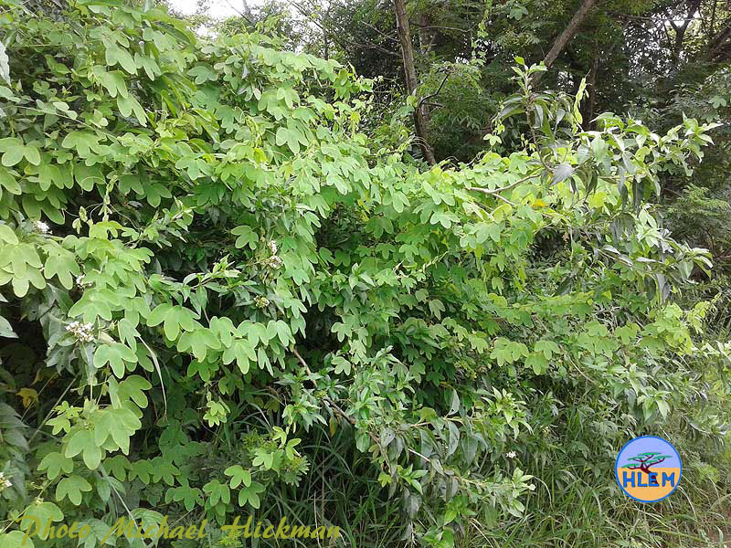 HLEM Granadina Passiflora subpeltata vine NEMBA cat 1b alien invasive weed control durban south africa