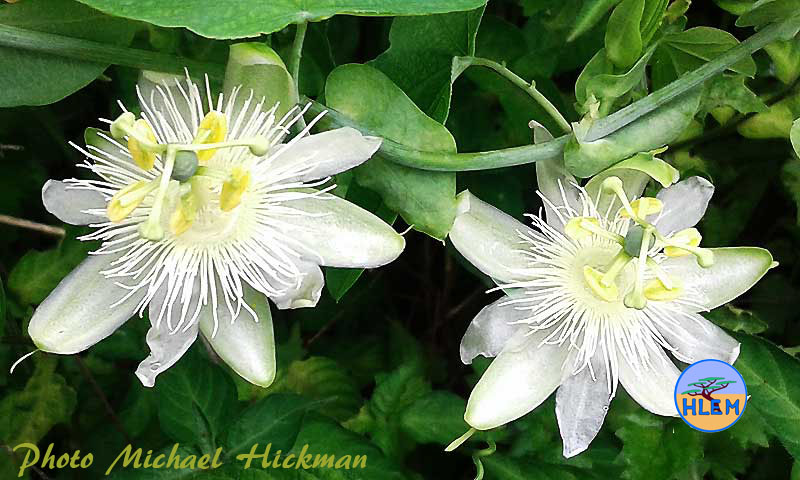 Flower of Granadina Passiflora subpeltata NEMBA cat 1b alien invasive weed control HLEM Hlengiwe Luthuli Environmental Management (Pty) Ltd Durban KZN KwaZulu Natal South Africa