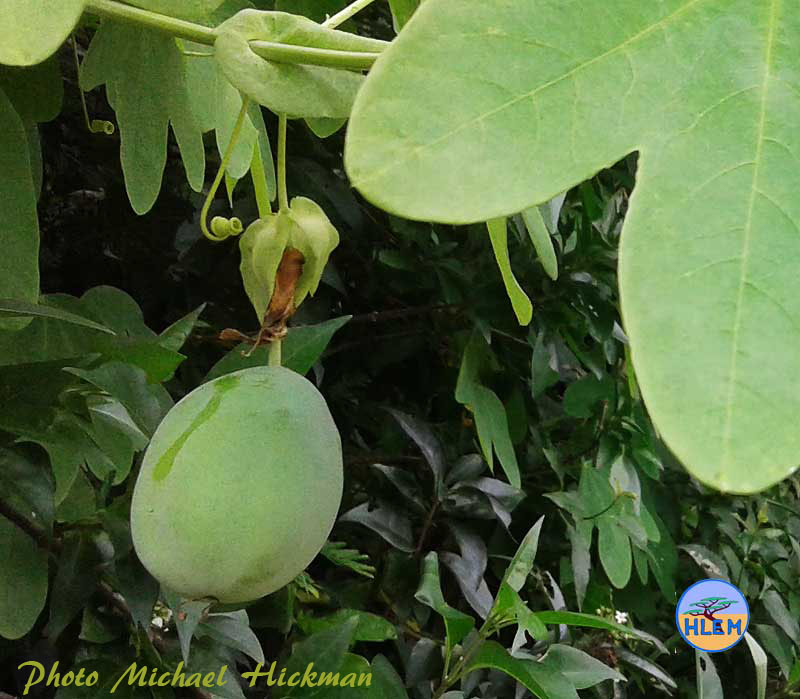 HLEM Granadina Passiflora subpeltata fruit NEMBA cat 1b alien invasive weed control durban south africa