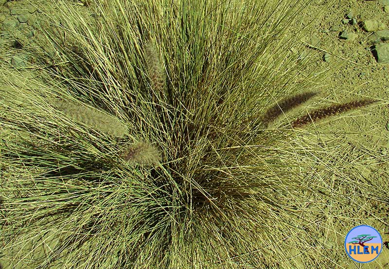 HLEM Fountain grass Pennisetum setaceum  NEMBA cat 1b alien invasive weed control durban