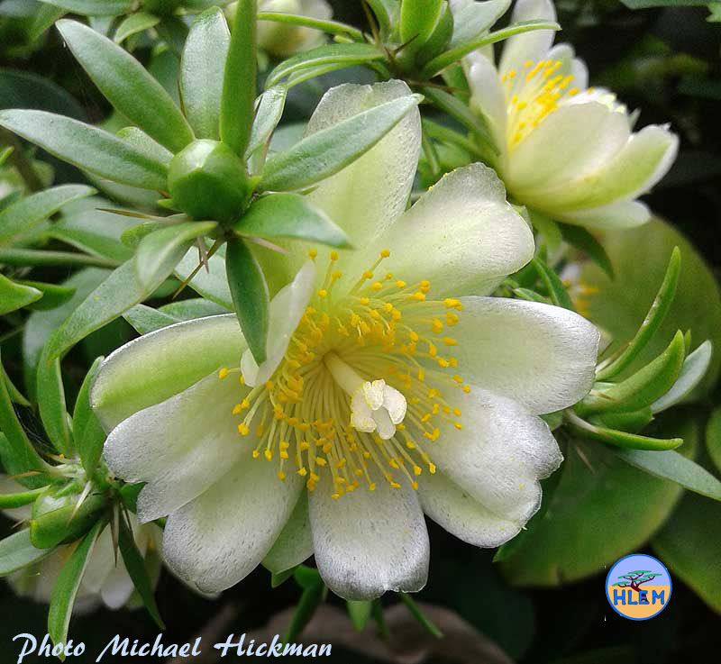 Flower of Barbados gooseberry Pereskia aculeata  NEMBA cat 1b Hlengiwe Hlengiwe Environmental Management (Pty) Ltd alien invasive weed control Durban KZN South Africa