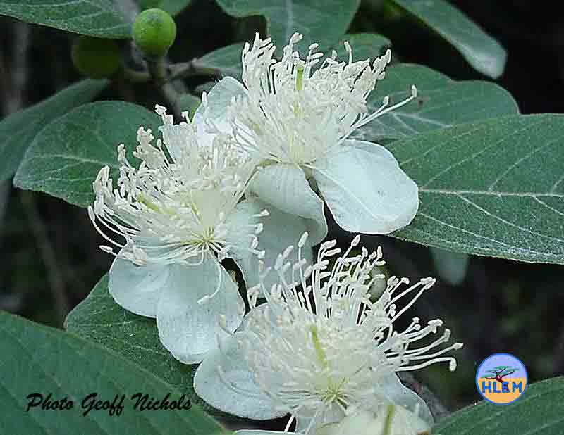 HLEM Durban guava Psidium durbanensis flower   NEMBA cat 1b alien invasive weed control durban