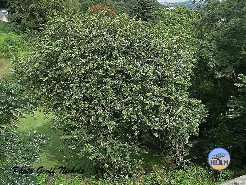 HLEM Durban guava Psidium durbanensis tree  NEMBA cat 1b alien invasive weed control durban
