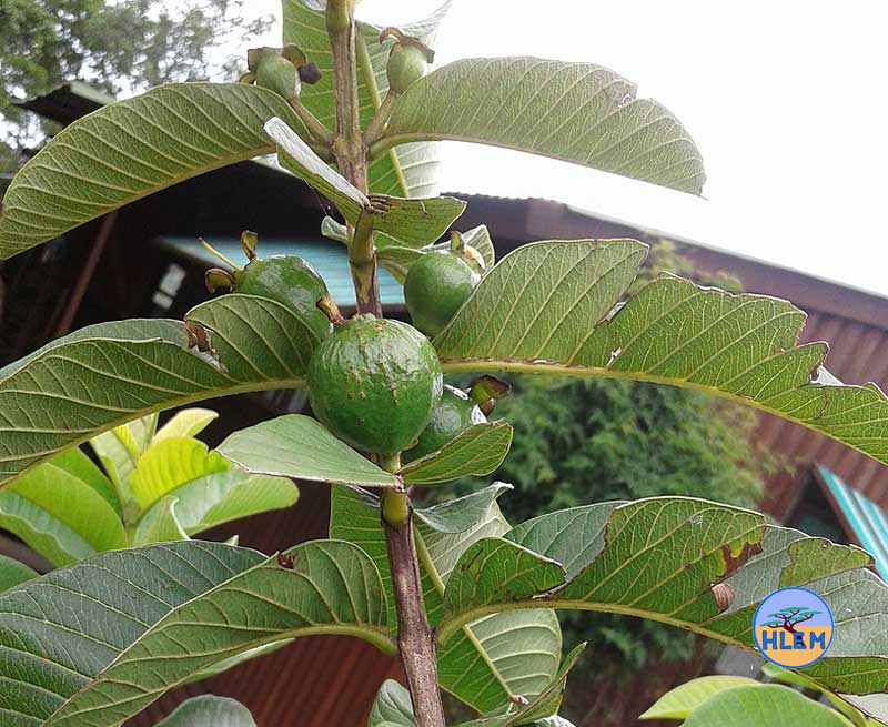 HLEM Guava Psidium guajava unripe fruit NEMBA cat 3 alien invasive weed control durban south africa