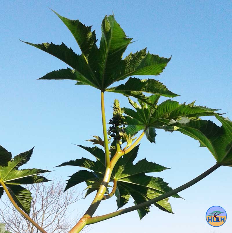 HLEM  Castor-oil plant Ricinus communis flower   NEMBA cat 1b alien invasive weed