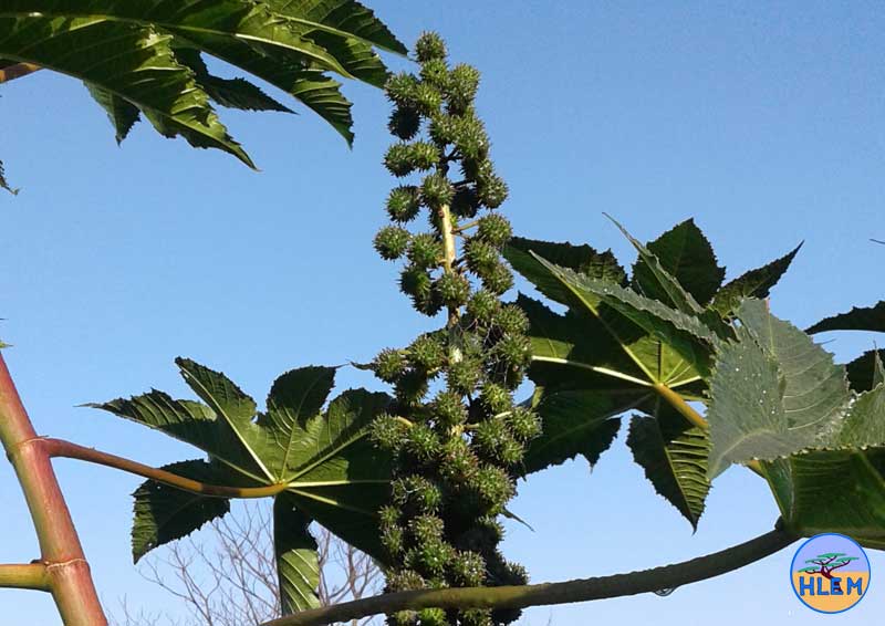 HLEM  HLEM  Castor-oil plant Ricinus communis seed NEMBA cat 1b alien invasive weed