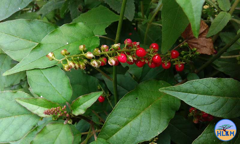 HLEM Rivina humilis fruit NEMBA cat 1b alien invasive weed Durban South Africa
