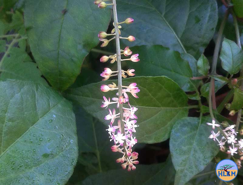 HLEM Rivina humilis flower NEMBA cat 1b alien invasive weed control durban