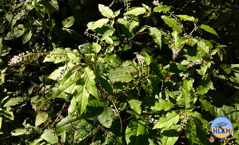 HLEM bloodberry Rivina humilis fplant NEMBA cat 1b alien invasive weed Durban South Africa