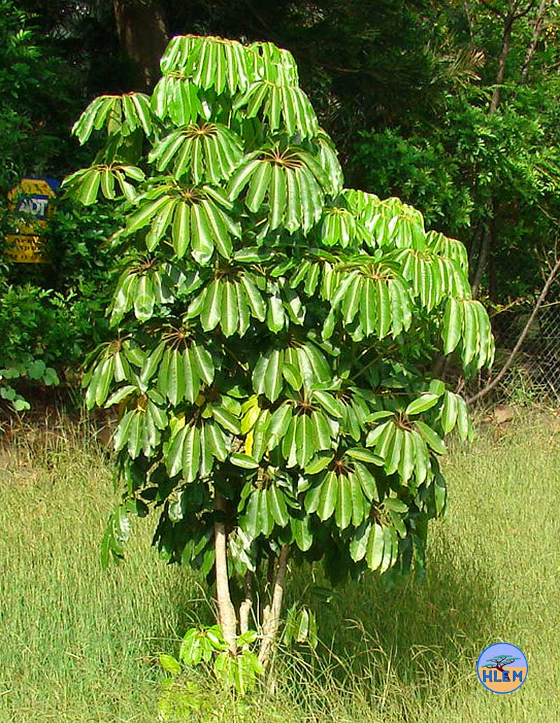 HLEM Umbrella tree Schefflera actinophylla  NEMBA cat 1b alien invasive weed control durban