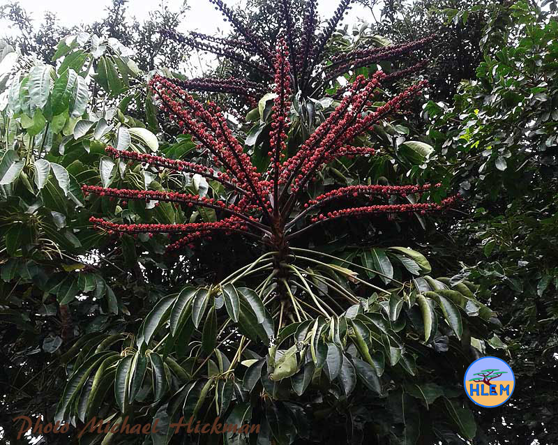 Inflorescence of Umbrella tree Schefflera actinophylla  NEMBA cat 1b alien invasive weed control HLEM Hlengiwe Luthuli Environmental Management (Pty) Ltd KZN Durban South Africa
