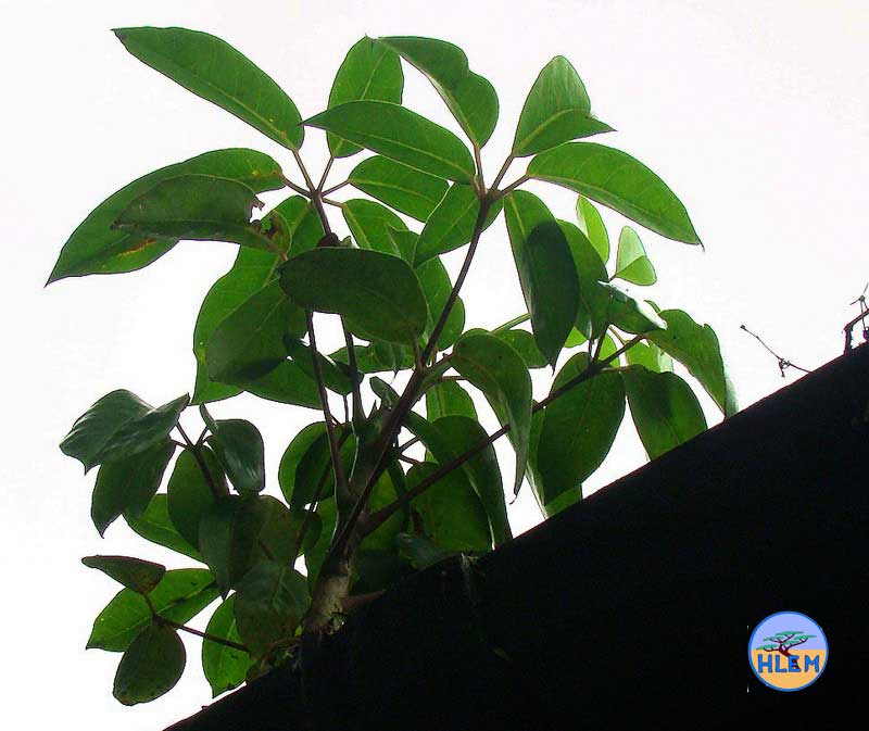 HLEM Umbrella tree Schefflera actinophylla growing in house gutter NEMBA cat 1b alien invasive weed control durban