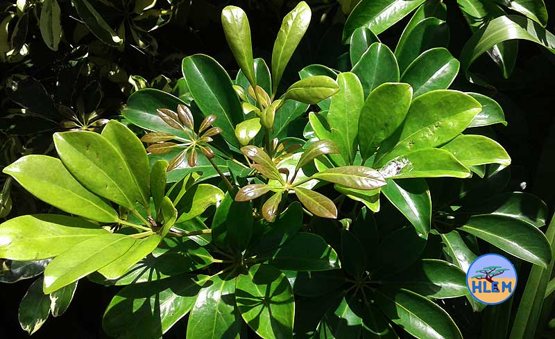 HLEM Dwarf umbrella tree Schefflera arboricola leaves  NEMBA cat 3 alien invasive weed control durban