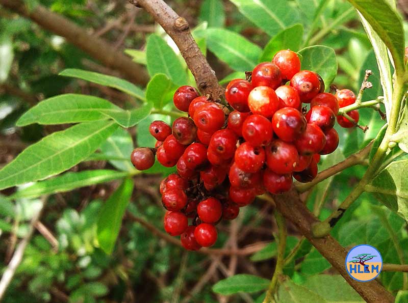 HLEM Brazilian pepper tree Schinus terebinthifolius fruit NEMBA cat 1b alien invasive weed control durban south africa