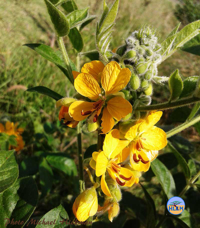 Flower of Hairy cassia Senna hirsuta   NEMBA cat 1b alien invasive weed control HLEM Hlengiwe Luthuli Environmental Management (Pty) Ltd Durban KZN South Africa