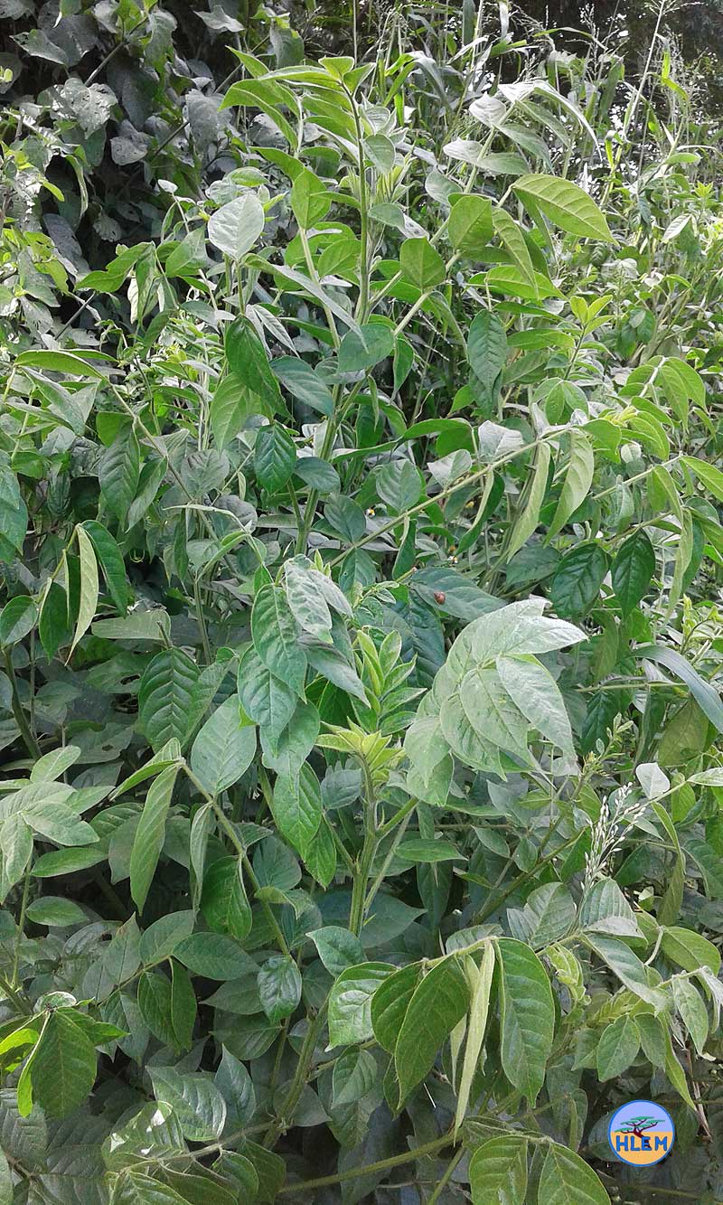 HLEM  Hairy cassia Senna hirsuta plant  NEMBA cat 1b alien invasive weed control durban