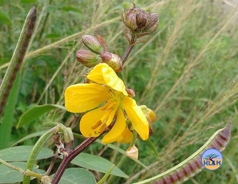 HLEM Stinking weed Senna occidentalis  flower NEMBA cat 1b alien invasive weed control durban south africa