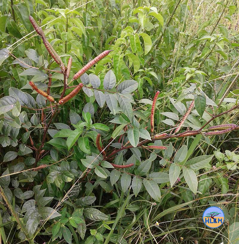 HLEM Stinking weed Senna occidentalis  annual weed NEMBA cat 1b alien invasive weed control durban south africa
