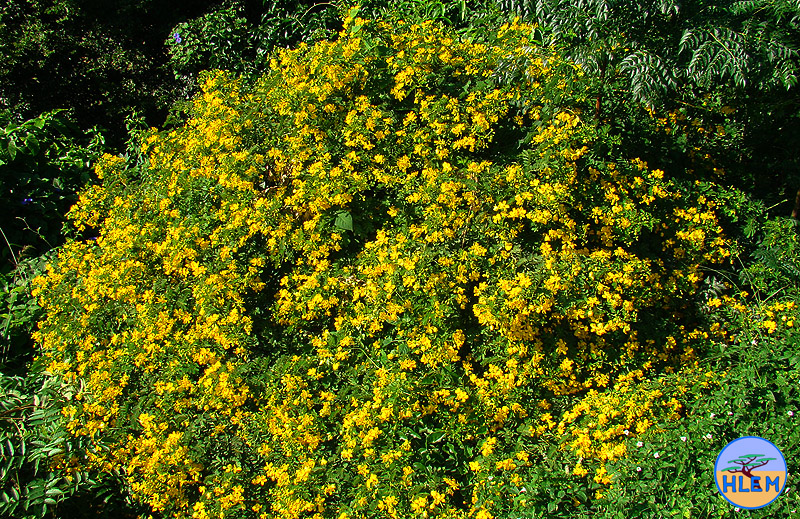 HLEM  Climbing cassia Senna pendula  NEMBA cat 1b alien invasive weed