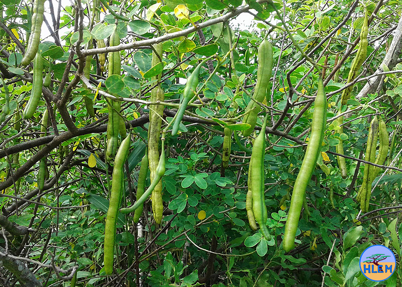 HLEM Climbing cassia Senna pendula seed NEMBA cat 1b alien invasive weed
