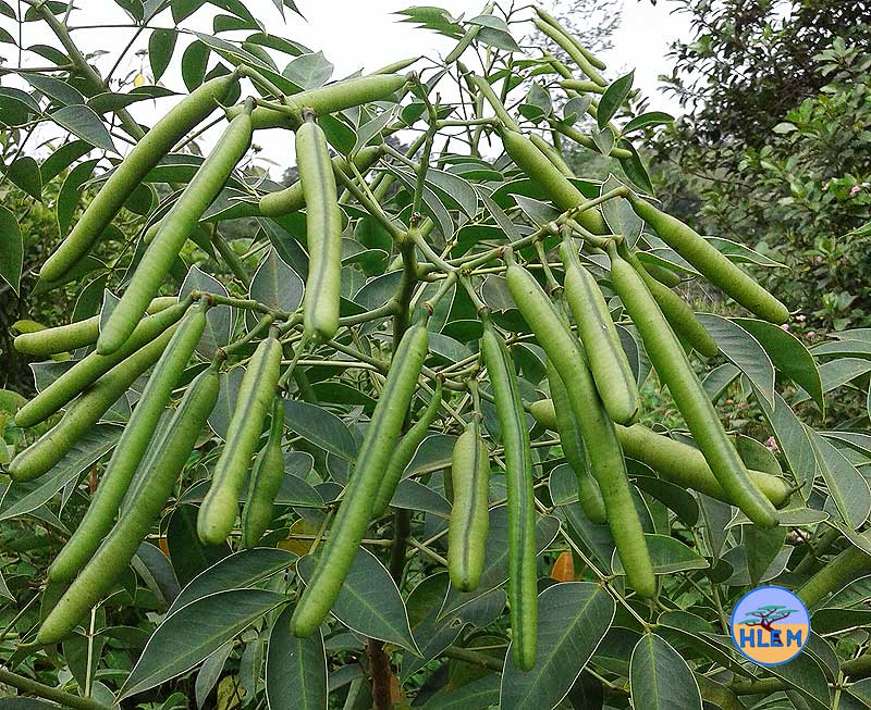 HLEM Smooth senna  arsenic bush Senna septemtrionalis showing seed pods NEMBA cat 1b alien invasive weed control durban south africa